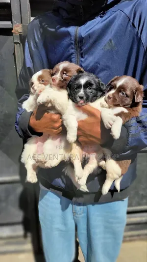 1-3 months Male Purebred Maltese