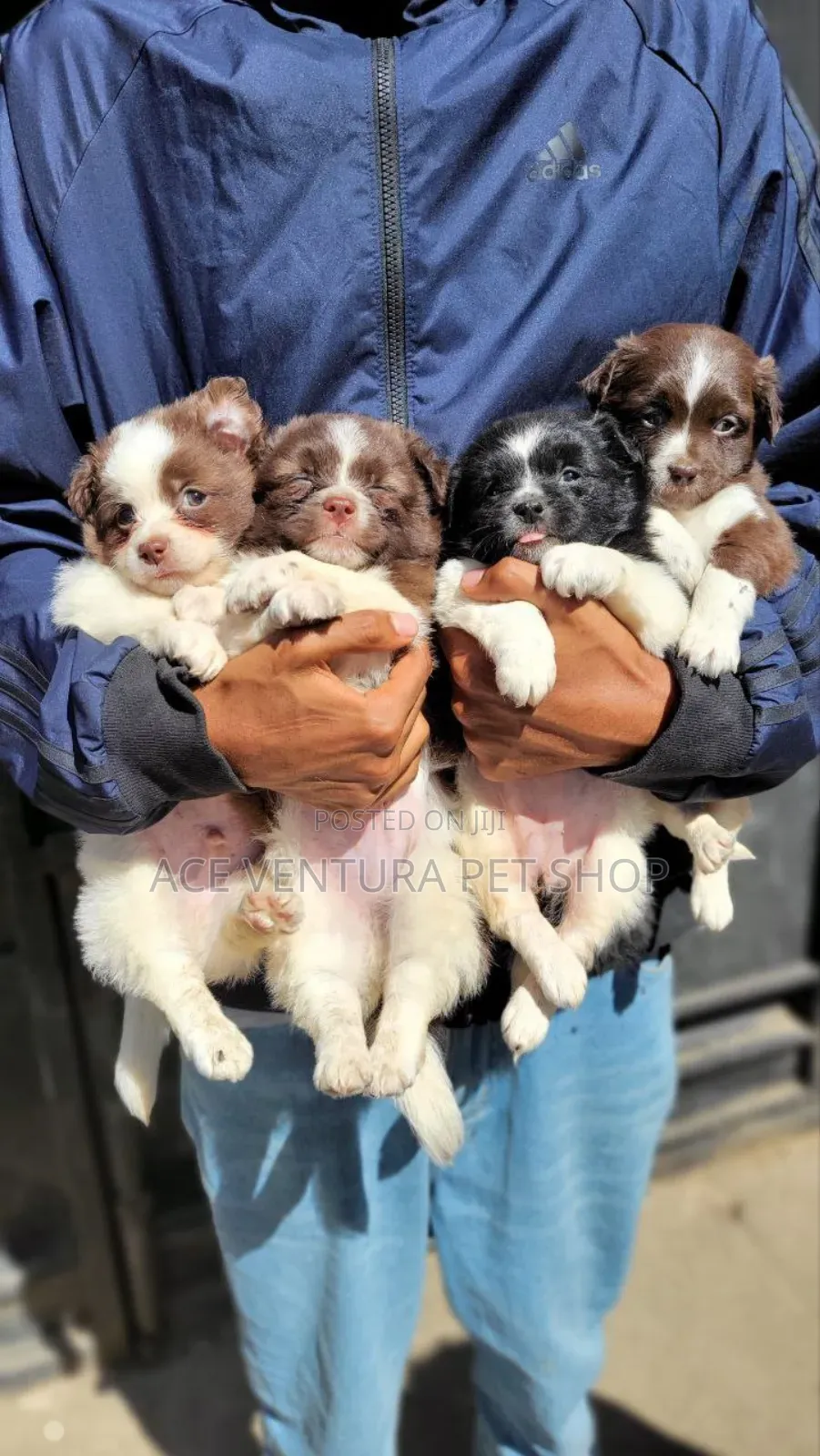 1-3 months Male Purebred Maltese