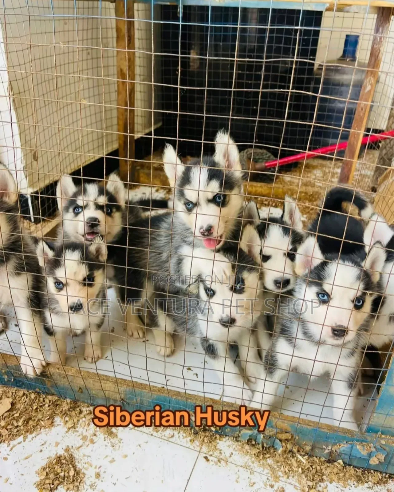 1-3 months Male Purebred Siberian Husky