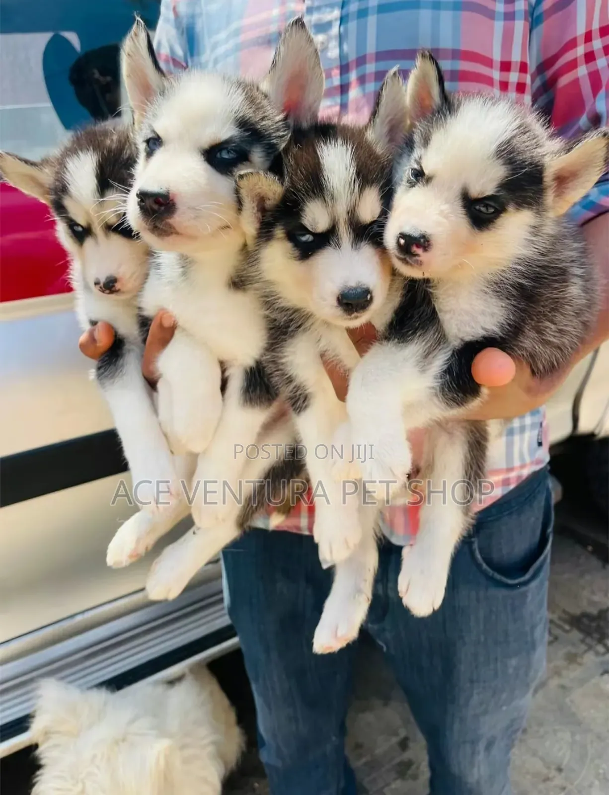 1-3 months Male Purebred Siberian Husky