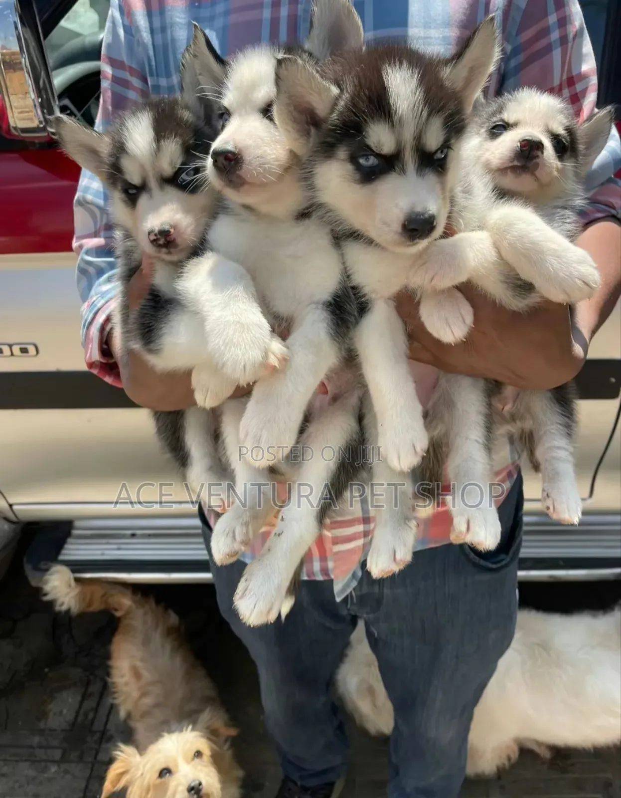 1-3 months Male Purebred Siberian Husky