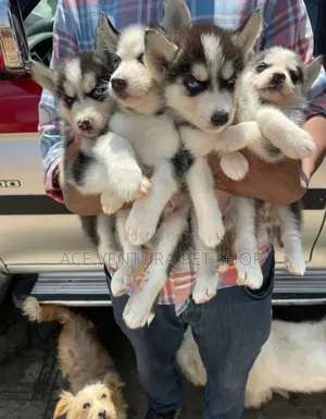 1-3 months Male Purebred Siberian Husky