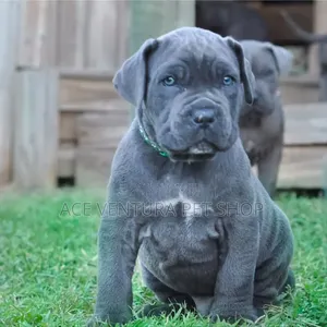 Photo - 1-3 months Male Purebred American Pit Bull Terrier