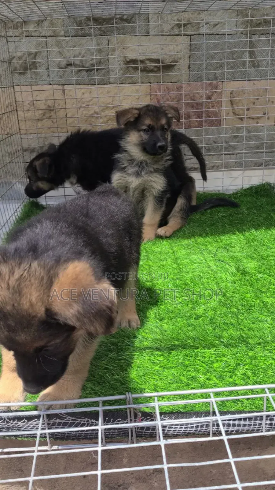 1-3 months Male Purebred German Shepherd