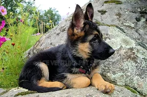 Photo - 1-3 months Male Purebred German Shepherd