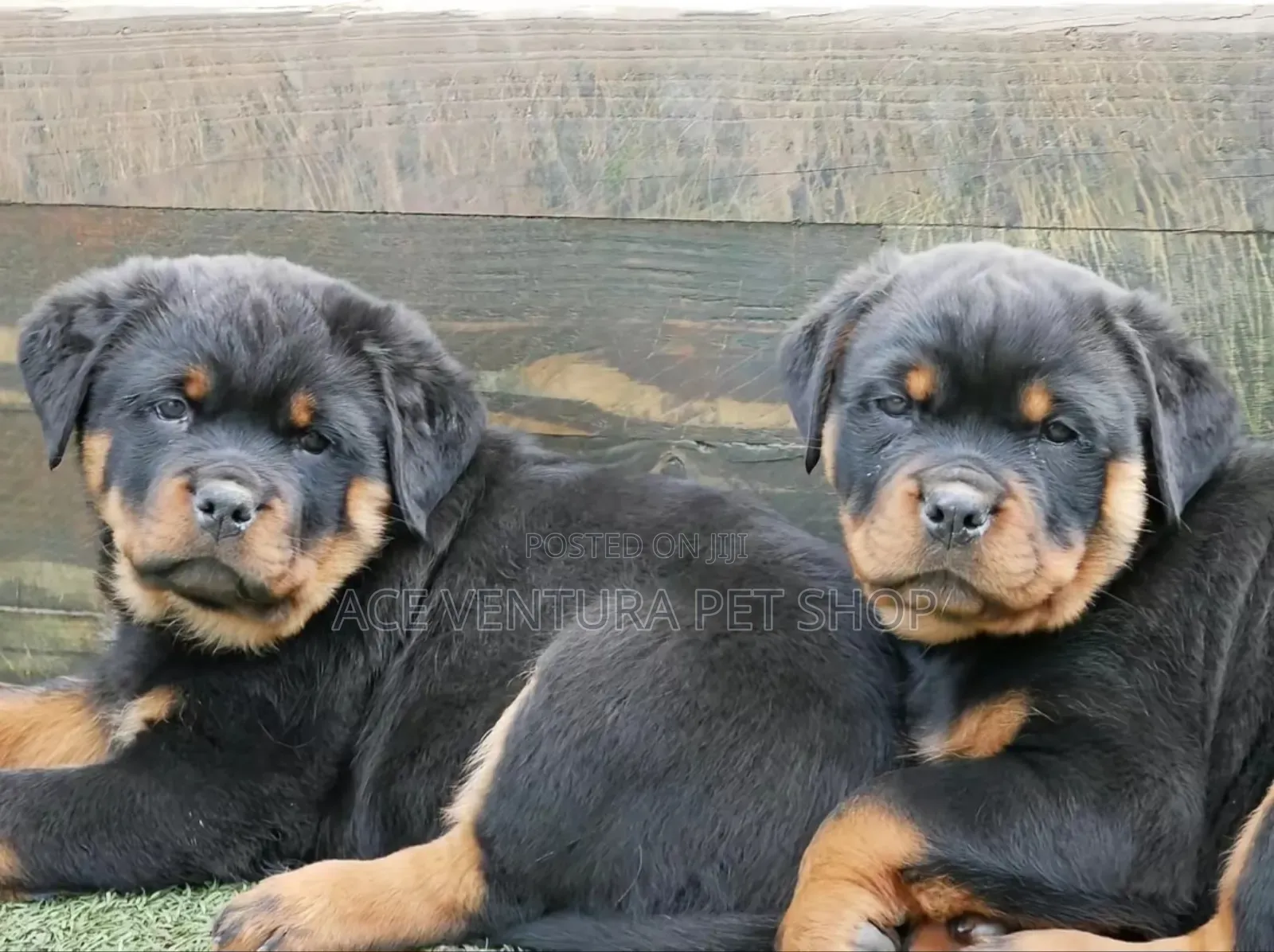 1-3 months Male Purebred Rottweiler