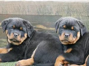 1-3 months Male Purebred Rottweiler