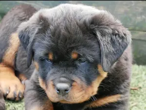 Photo - 1-3 months Male Purebred Rottweiler