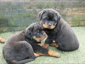 Photo - 1-3 months Male Purebred Rottweiler