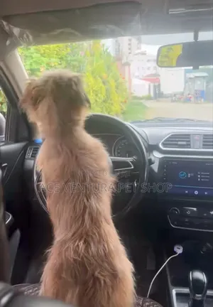 Photo - 1-3 months Male Purebred Maltese