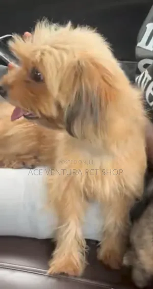 1-3 months Male Purebred Maltese