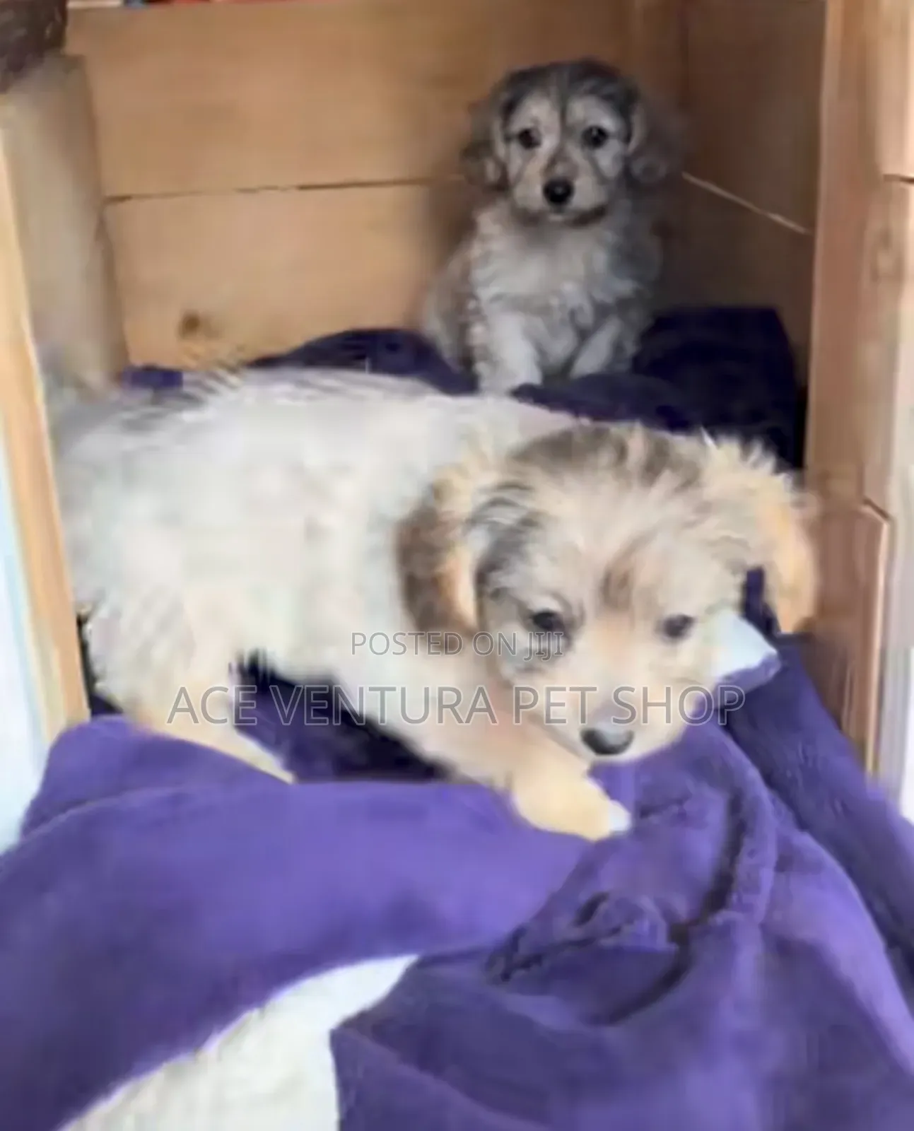 1-3 months Male Purebred Maltese