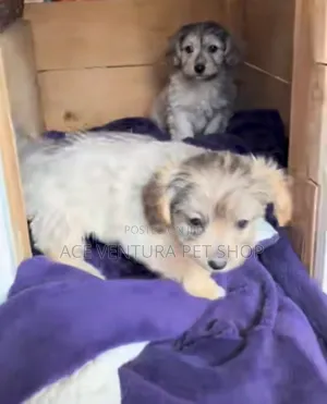 1-3 months Male Purebred Maltese