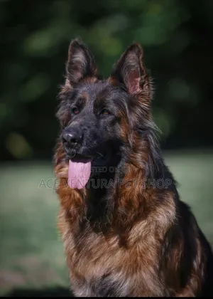 Photo - 1-3 months Male Purebred German Shepherd