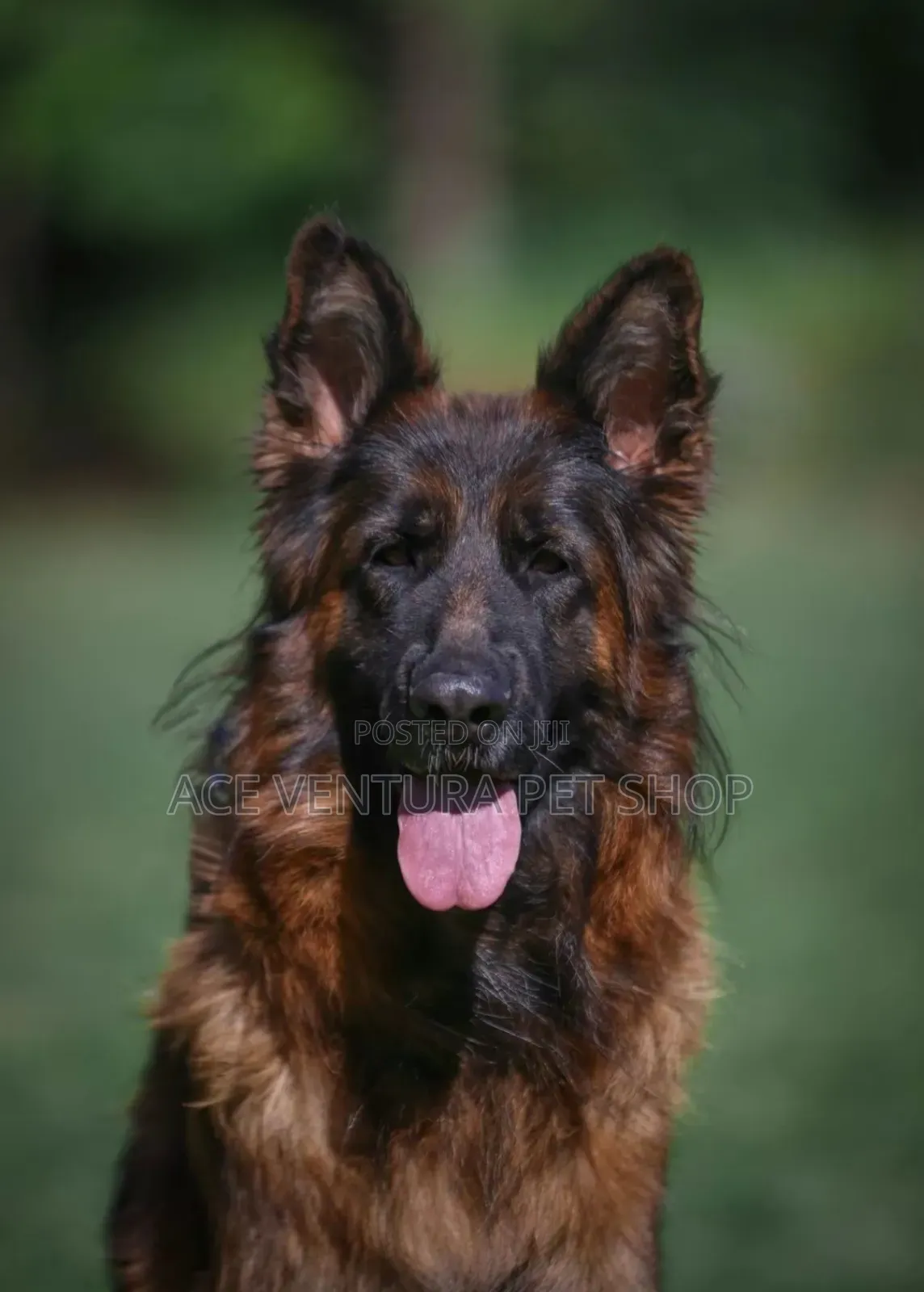 1-3 months Male Purebred German Shepherd