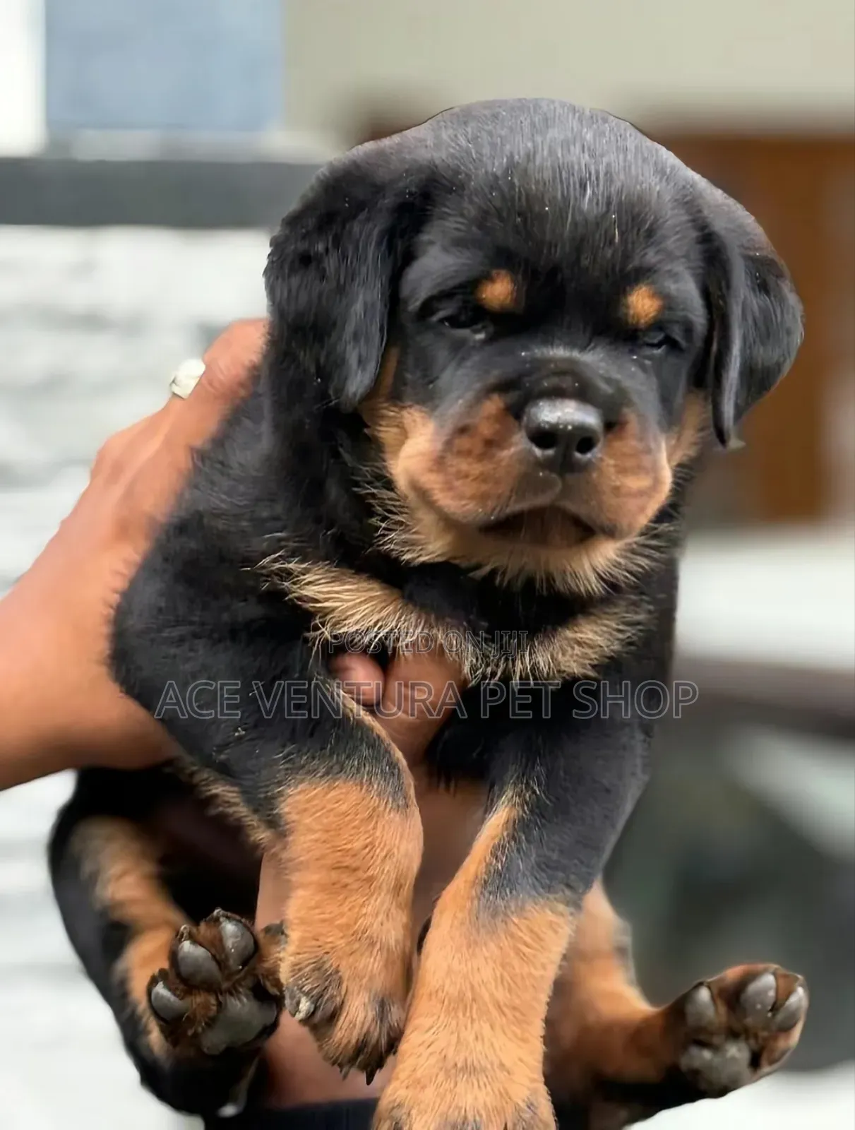 1-3 months Male Purebred Rottweiler