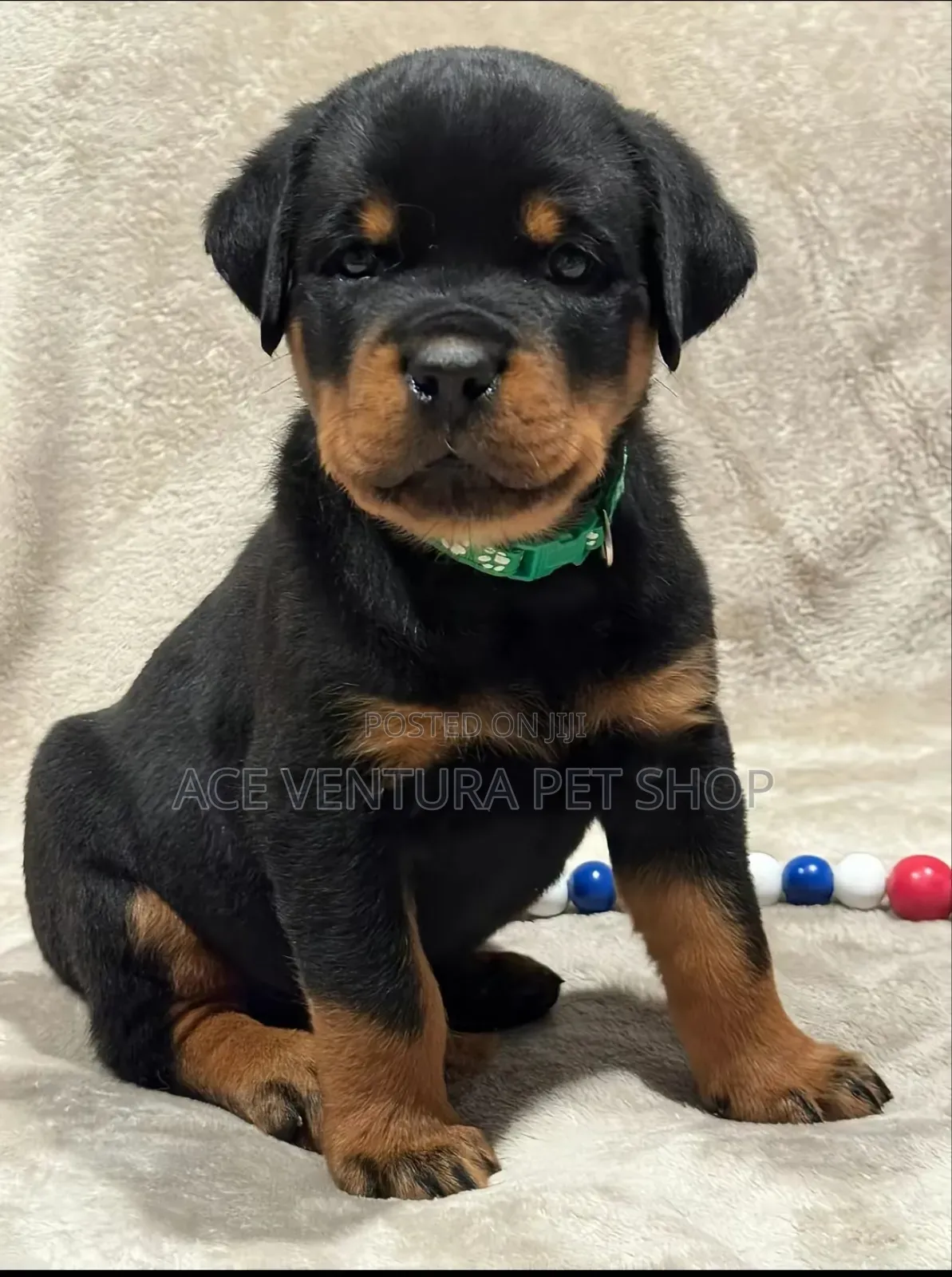 1-3 months Male Purebred Rottweiler
