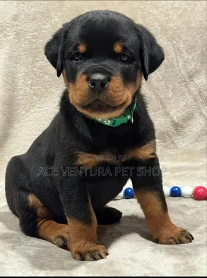 1-3 months Male Purebred Rottweiler