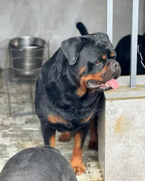 Photo - 1-3 months Male Purebred Rottweiler