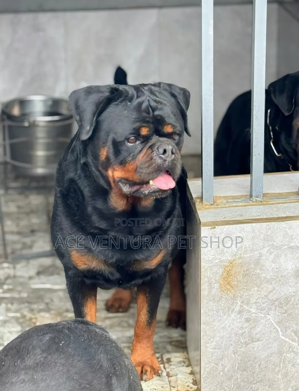 1-3 months Male Purebred Rottweiler