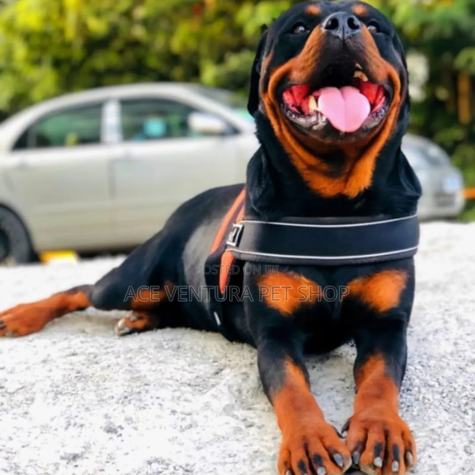 1-3 months Male Purebred Rottweiler