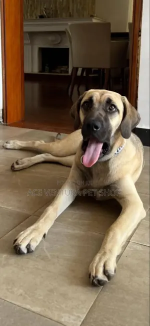 Photo - 1-3 months Male Purebred Bullmastiff