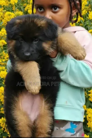 Photo - 1-3 months Male Purebred German Shepherd