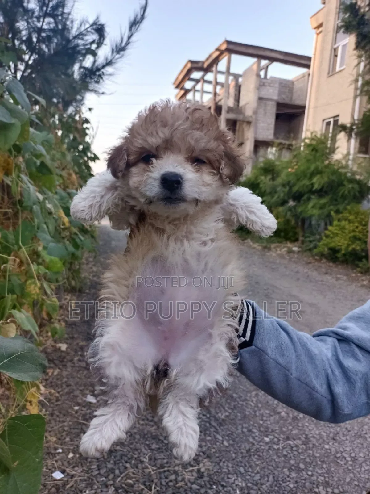 1-3 months Male Purebred Poodle