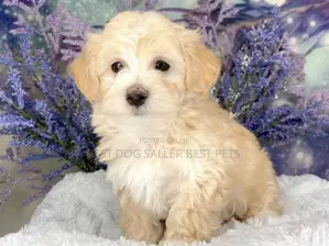 1-3 months Male Purebred Poodle