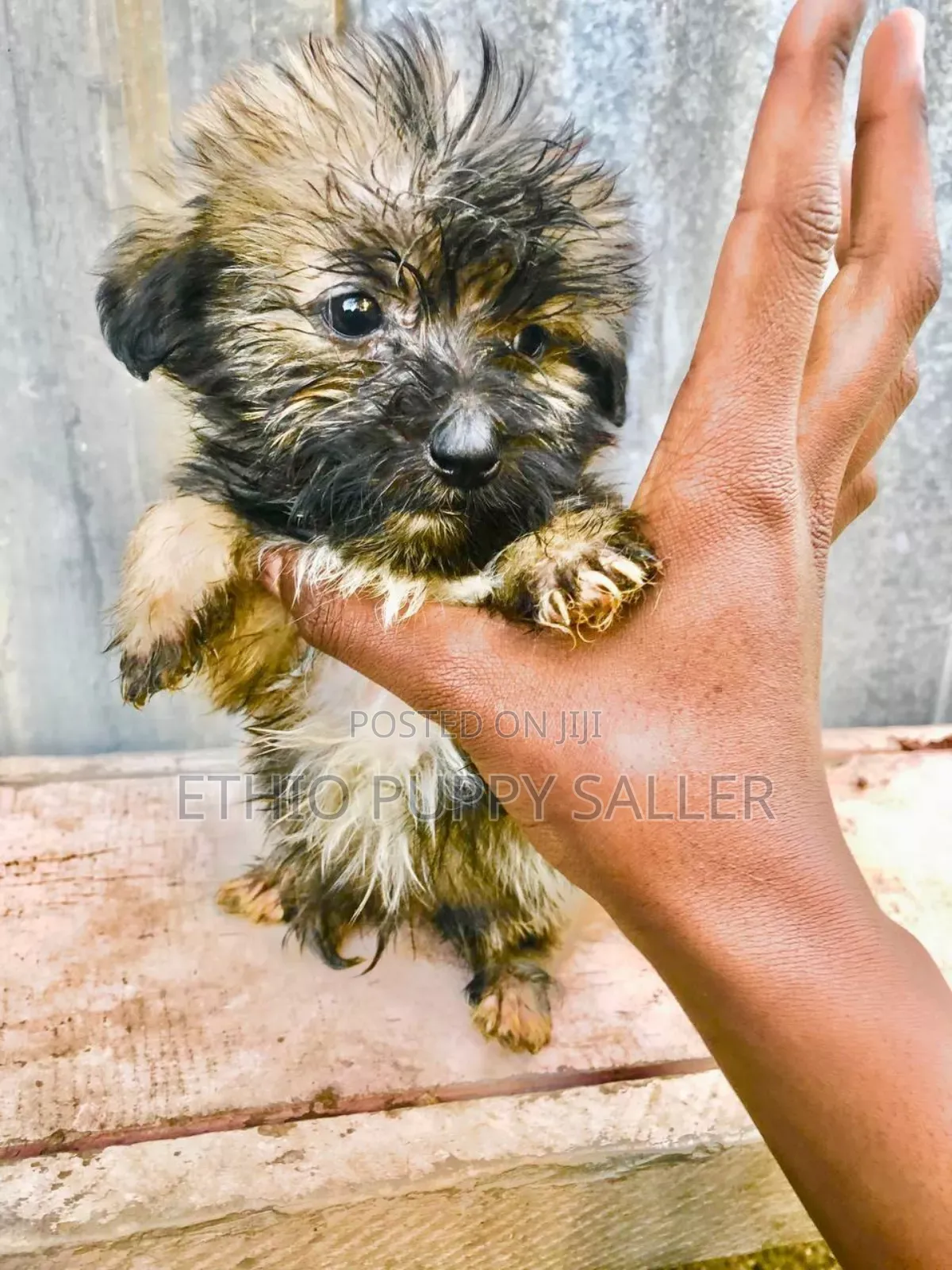 1-3 months Male Purebred Maltese Shih Tzu