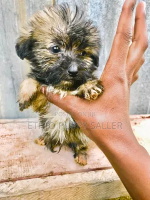 Photo - 1-3 months Male Purebred Maltese Shih Tzu