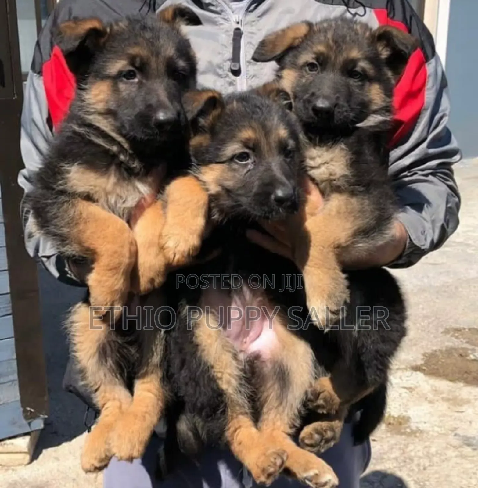 1-3 months Male Purebred German Shepherd