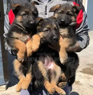 1-3 months Male Purebred German Shepherd