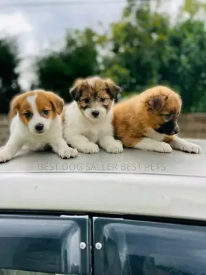1-3 months Male Purebred Maltese