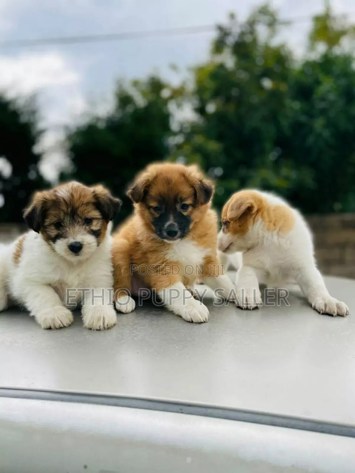 1-3 months Male Purebred Maltese