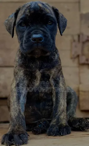 Photo - 1-3 months Male Purebred Boerboel