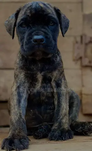 1-3 months Male Purebred Boerboel