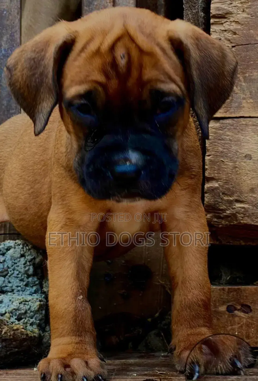 1-3 months Male Purebred Boerboel