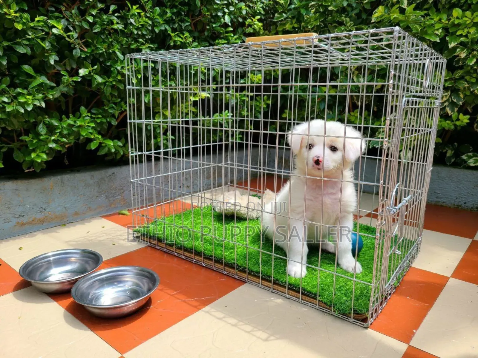1-3 months Male Purebred Maltese