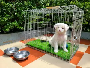 1-3 months Male Purebred Maltese