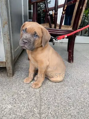 1-3 months Male Purebred Boerboel