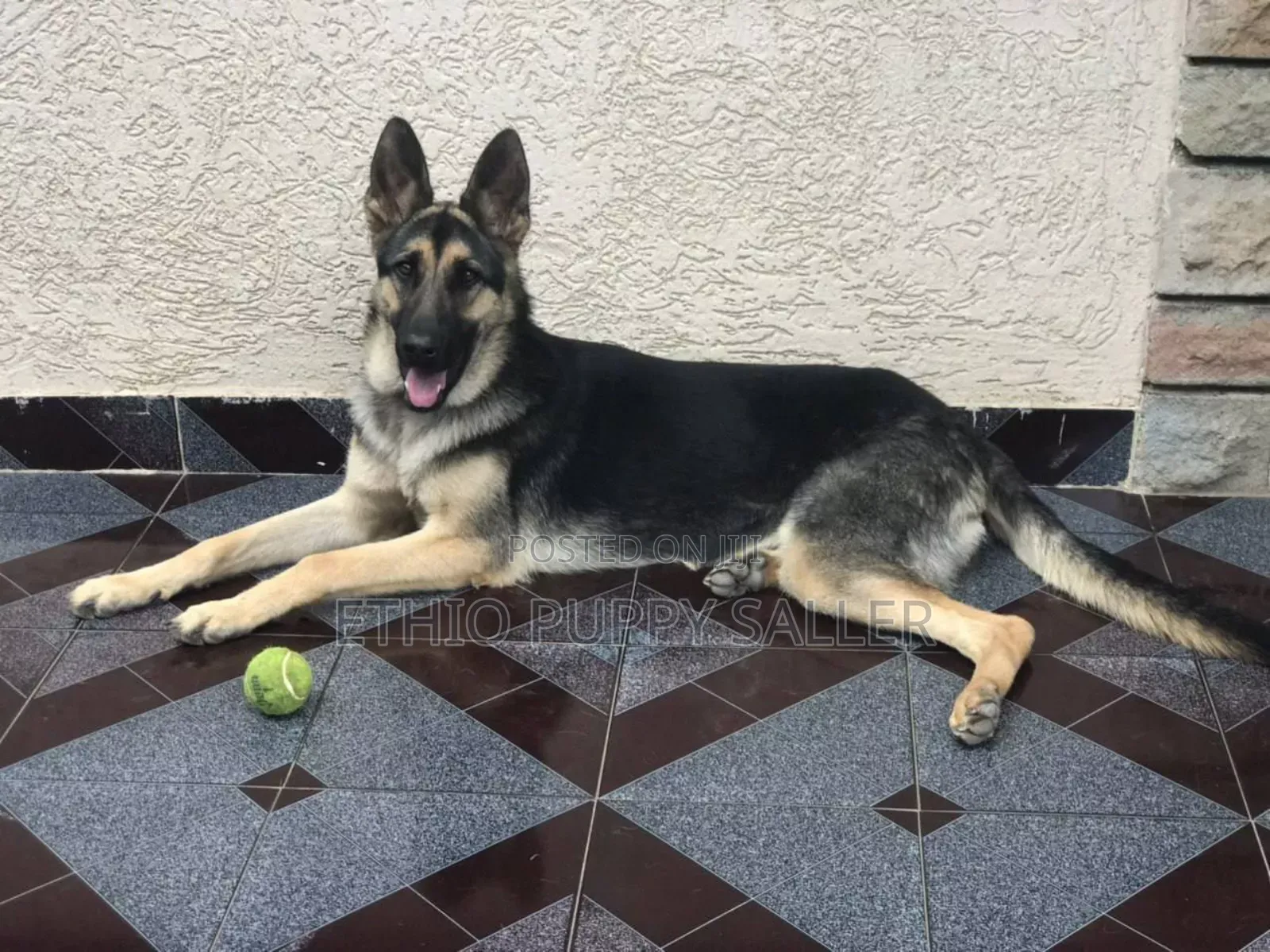 1-3 months Male Purebred German Shepherd