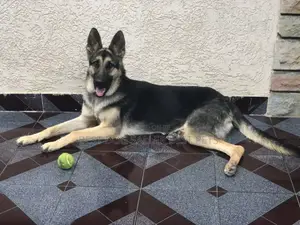 1-3 months Male Purebred German Shepherd