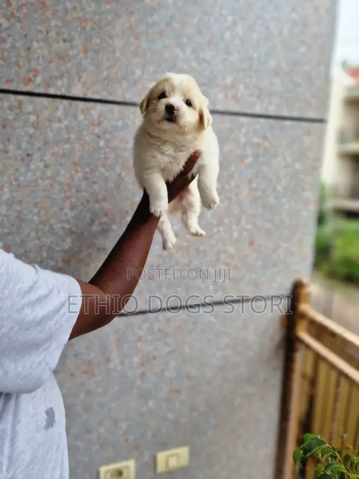 1-3 months Male Purebred Maltese