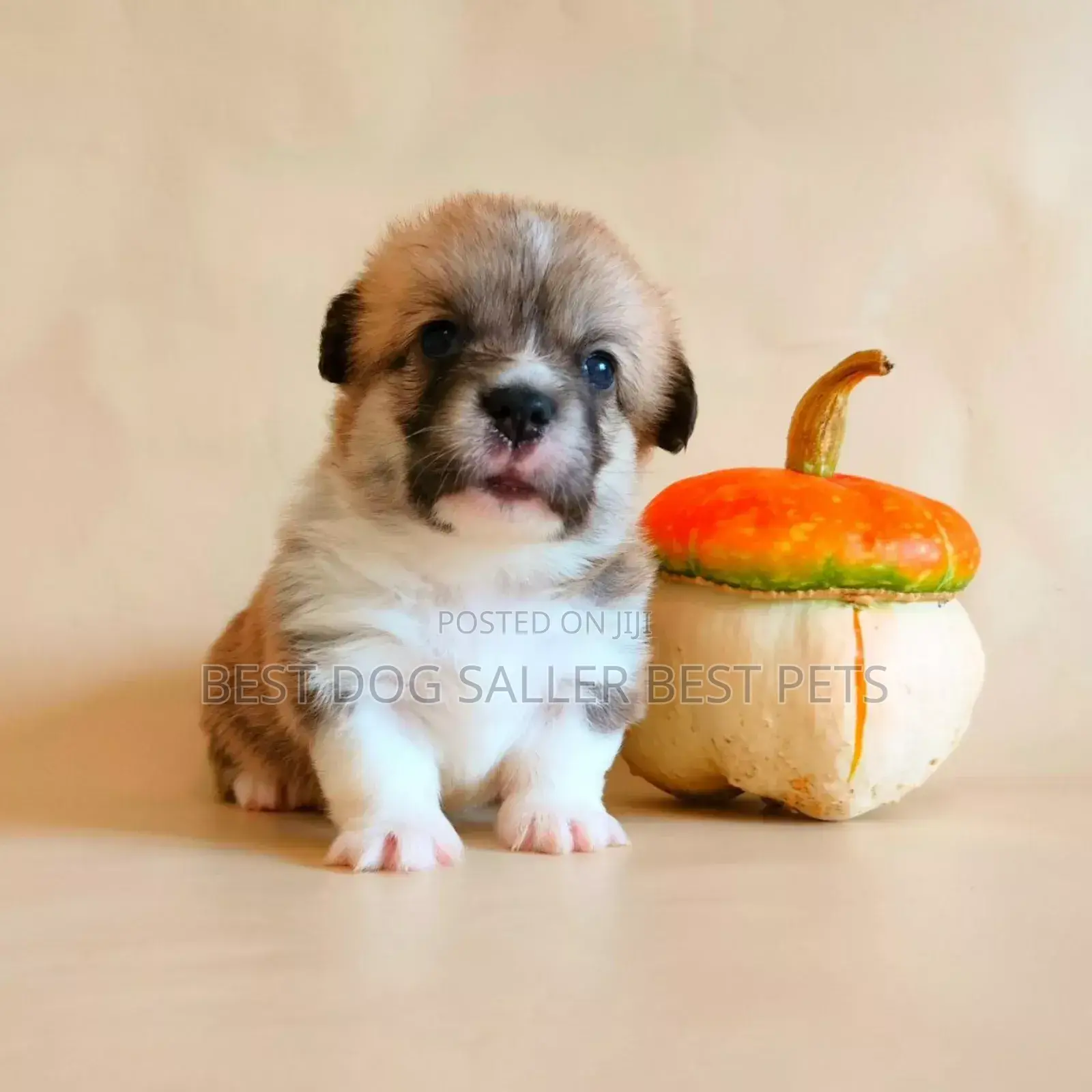 1-3 months Male Purebred Shih Tzu