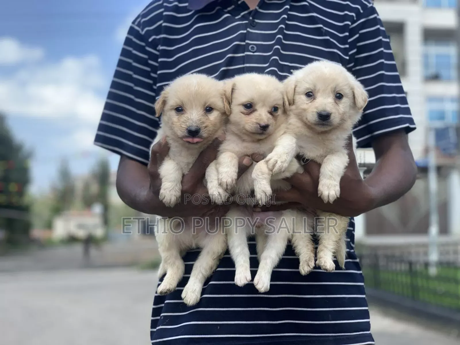 1-3 months Male Purebred Maltese