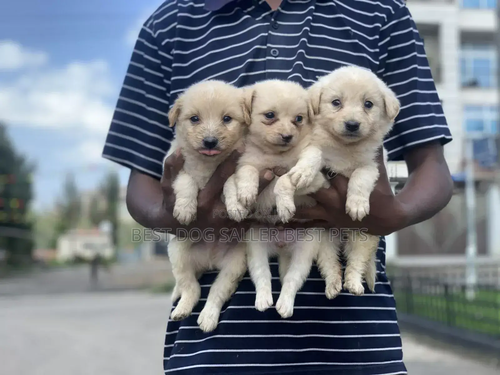 1-3 months Male Purebred Maltese