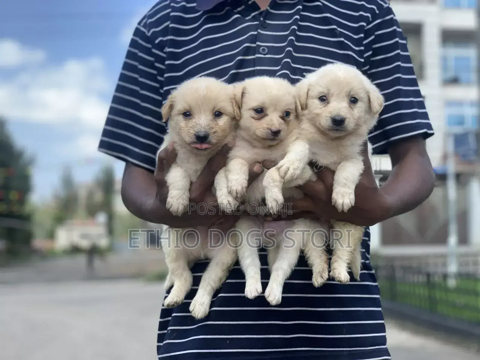1-3 months Male Purebred Maltese