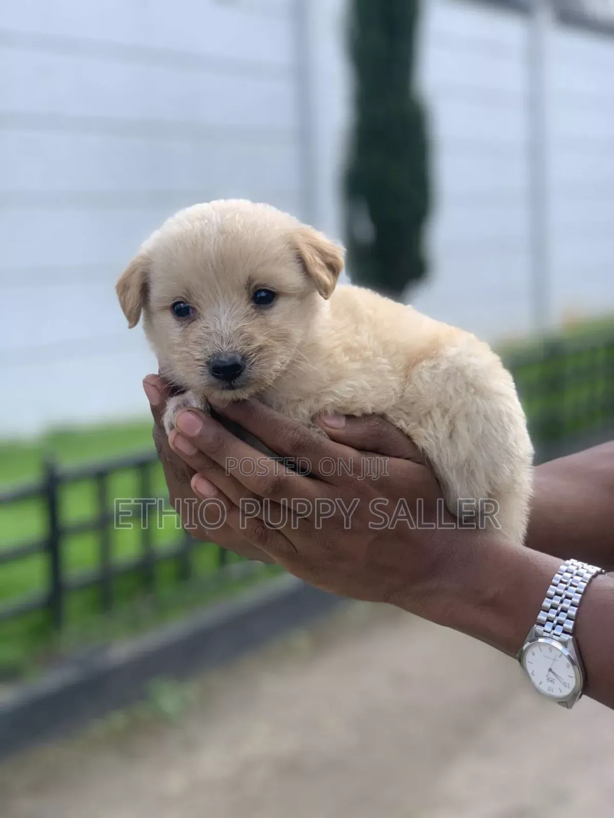 1-3 months Male Purebred Maltese