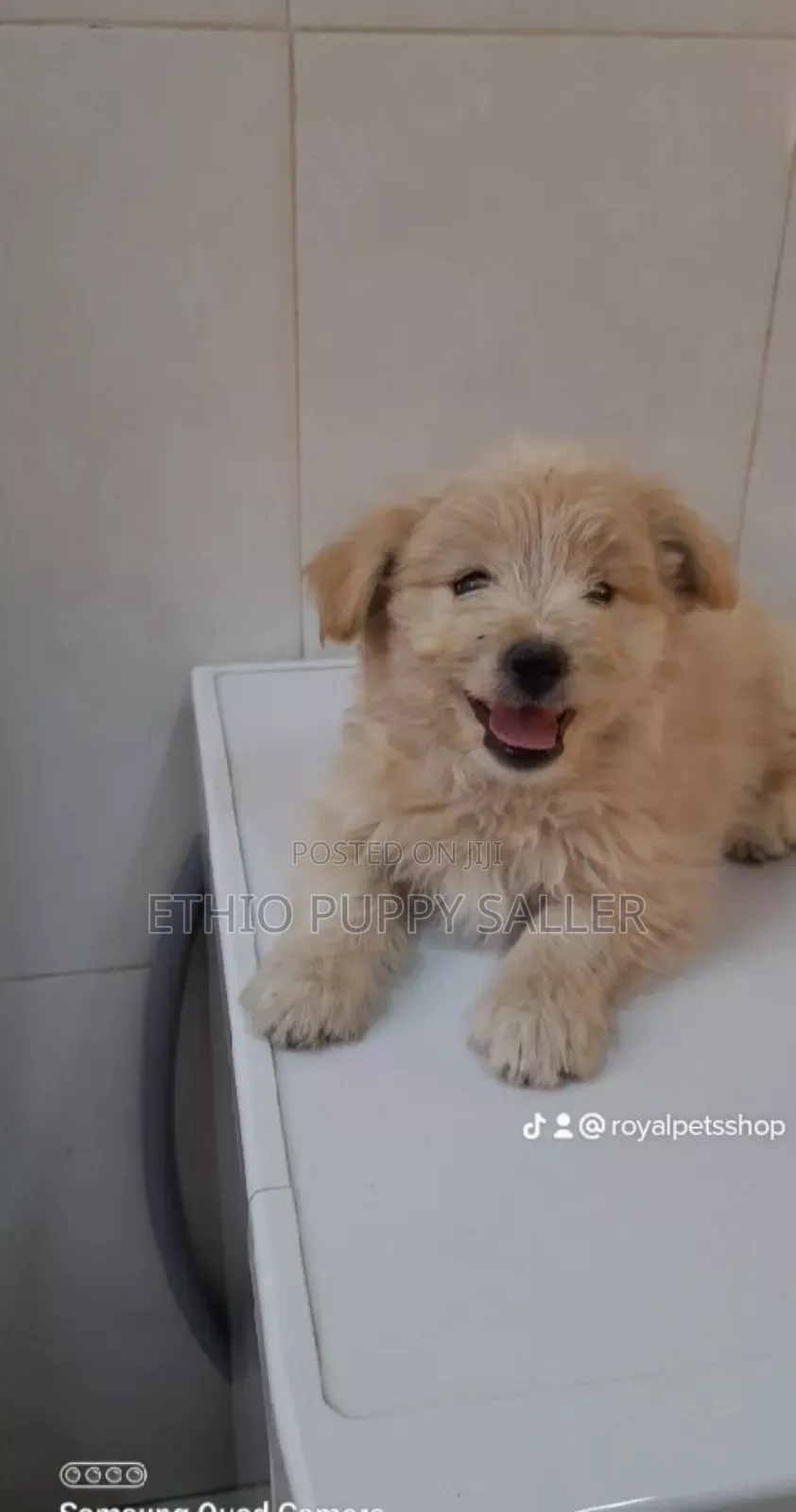 1-3 months Male Purebred Poodle